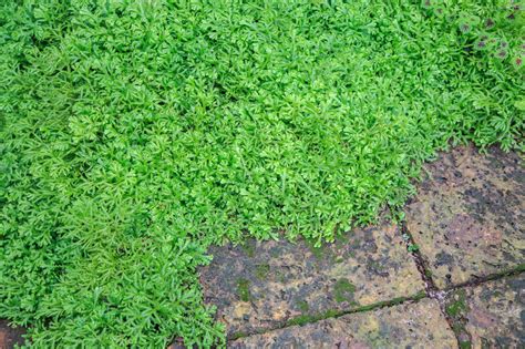 Learn About Spike Moss Plants Can You Grow Spike Moss Fern