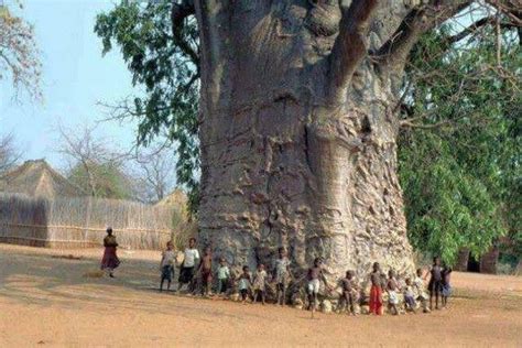 Why Are There No Trees In Africa Quora