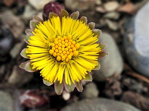 It has had uses in traditional medicine, but the discovery of toxic pyrrolizidine alkaloids in the plant has resulted in. Yellow Coltsfoot Flower Photograph by Christina Rollo