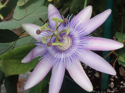 Within homeopathy, passiflora incarnate (passi.) is used in mother tincture and potencies to relieve types of insomnia, and for its quieting and antispasmodic effect on the nervous system. passiflora | Strange flowers, Planting flowers, Beautiful ...