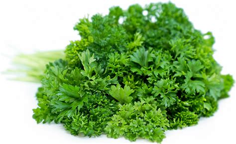Parsley Information, Recipes and Facts