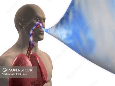 Diagram Showing A Man Breathing Air Into His Lungs Superstock