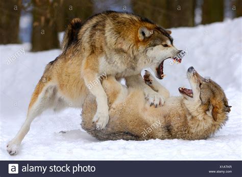Grey Wolves Fighting In Snow Stock Photos And Grey Wolves Fighting In