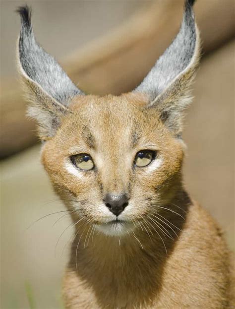 Сaracal Desert Lynx Gagdaily News