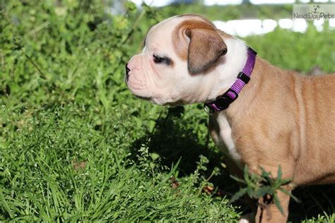 Listing of american bulldog puppies for sale, american bulldog breeders, american bulldog kennels check out our website for more information! Mojo: American Bulldog puppy for sale near Augusta ...
