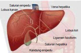 Terjawab • terverifikasi oleh ahli. Pengertian, Alat dan Proses Ekskresi pada Paru-Paru, Hati ...