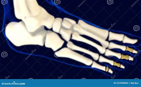 Anatomía De Huesos De Pie Medio De Falanges Para El Concepto Médico 3d