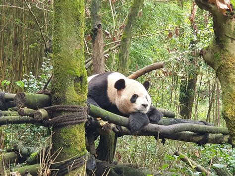 En El Valle De Los Osos Pandas De China La Especie Ya No Se Extingue
