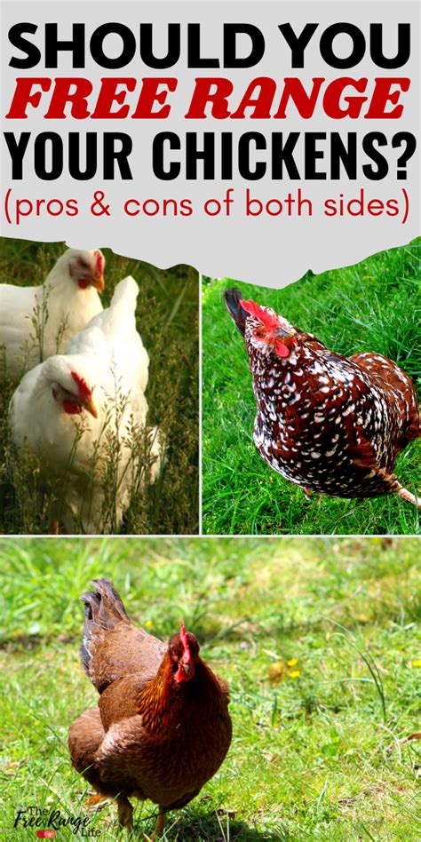 The Pros And Cons Of Free Range Chickens Are They Right For You