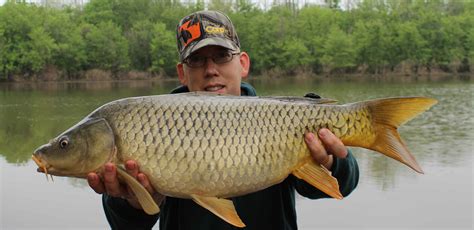 How To Catch Carp For Beginners