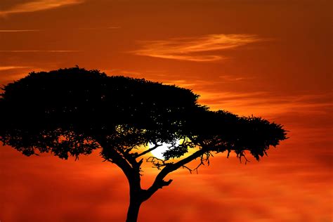 Tree Silhouette At Sunset Free Stock Photo Public Domain Pictures