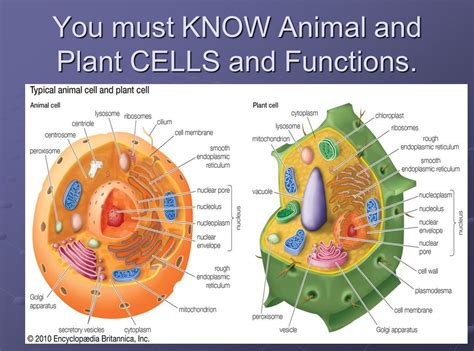 Cell And Their Organelles Ppt Video Online Download — Db