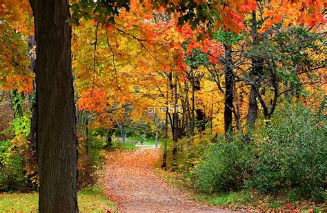 Colorful Autumn Scene By Snehit Redbubble