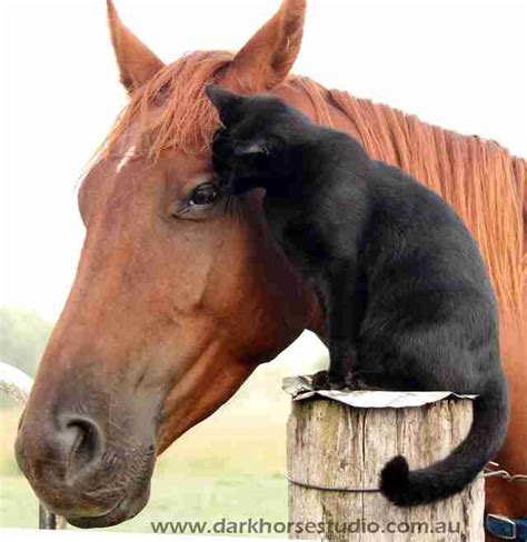 Cats r us is comprised of cat lovers who volunteer at shelters, events, or remotely. Horse Befriends Shy Shelter Cat And Now They're ...