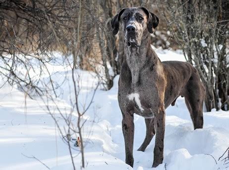 We offer brindles, fawns, blacks, blues, harls, and mantles. Great Dane Puppies For Sale In Colorado CO - Purebred ...