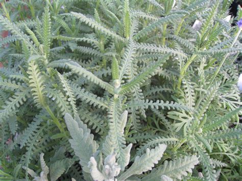 Maybe you would like to learn more about one of these? Online Plant Guide - Lavandula dentata / French Lavender