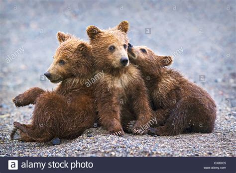 Three Brown Grizzly Bear Cubs Close Together At Lake