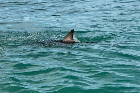 Shark Fins In Water