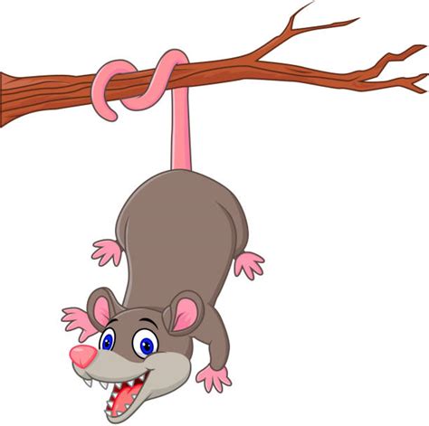 Royalty Free Possum Clip Art Vector Images And Illustrations Istock