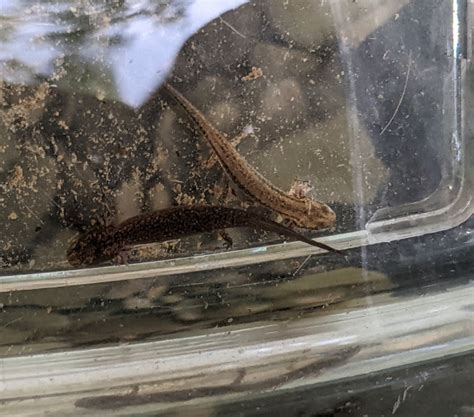 Brook Salamanders From Knox County Oh Usa On June At