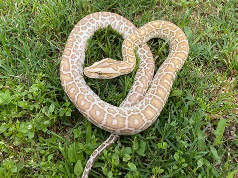 Hypo Het Granite Burmese Python By Pets A Plenty The Ultimate Reptile