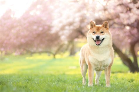 100 Hình Nền Animal Chó Shiba Inu 4k Ultra Full Hd