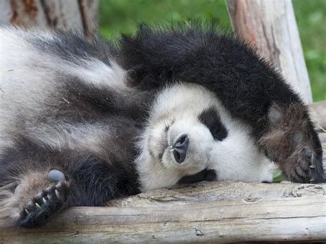 25 Facts About Cute Pandas You Wont Believe Always Pets