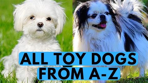 The medium size, sociable, trusting, even tempered american cocker spaniel belongs to the sporting group (akc. All Toy Dog Breeds List (from A to Z) - YouTube