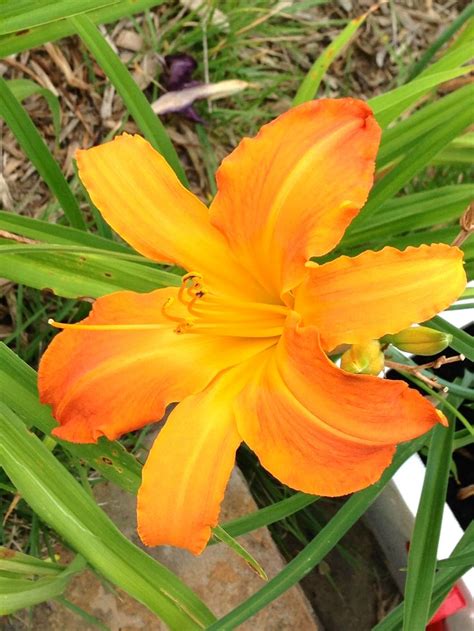 A Beautiful Orange Colored Daylily Day Lilies Planting Flowers Plants