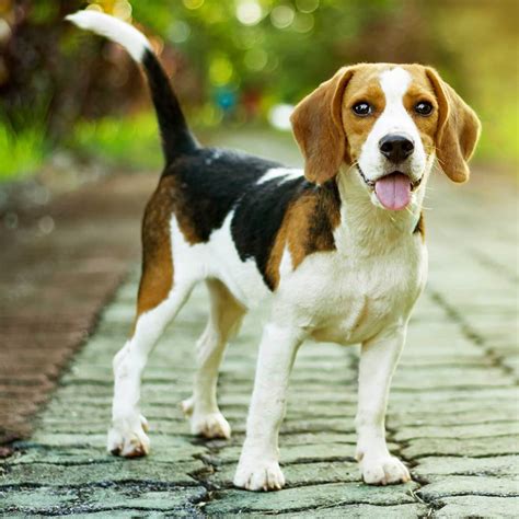 Long Legged Beagle