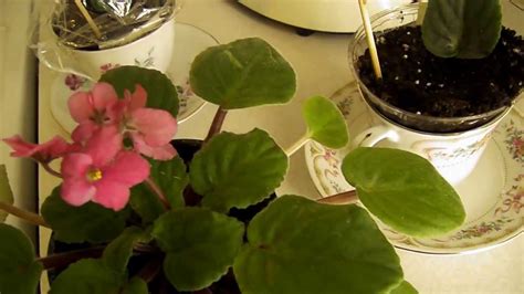 Scirpus (bulrush, club grass) sedum (stonecrop) selaginella. African Violet Plants - Indoor Gardening | Qtiny.com