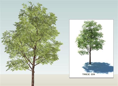 Sketchup 3d Trees Collection 1 By Sketchup Texture 56
