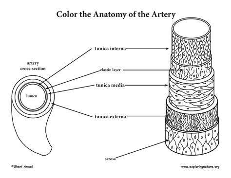 We offer free printable coloring pages from all over the internet , for teachers, parents, kids and stay at home moms. Blood Vessel Anatomy Coloring Page