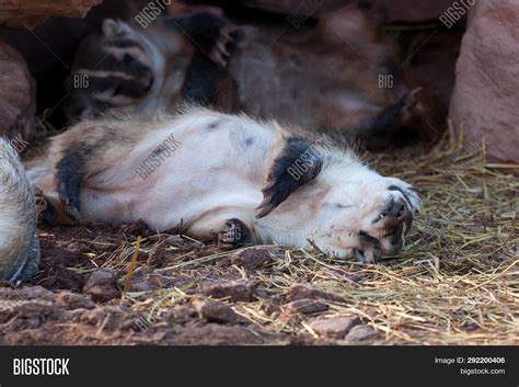Badger Sleeping On Image And Photo Free Trial Bigstock