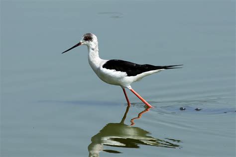 香港濕地公園 生物多樣性 濕地動植物 鳥類 黑翅長腳鷸