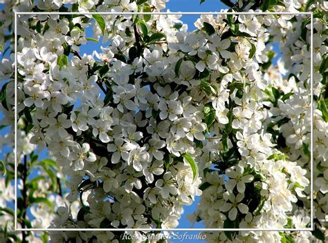 White Flowering Crabapple Tree Photograph By Rose Santuci Sofranko