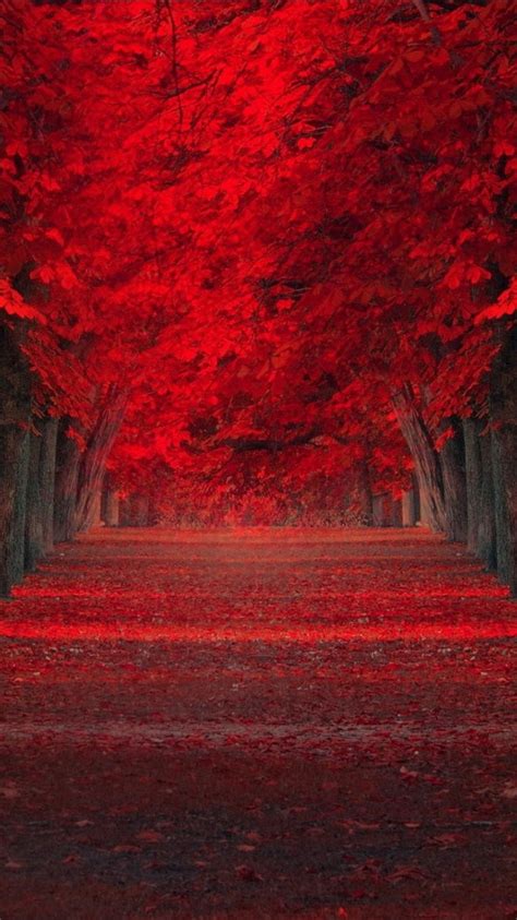 Path Between Autumn Red Leafed Trees 4k Hd Nature Wallpapers Hd