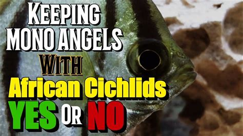 Mono Angel Monodactylus Sebae With African Cichlids Youtube