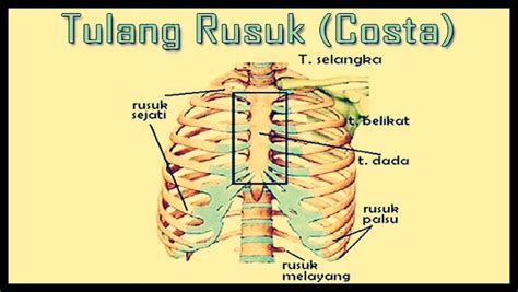 Mereka berjumlah 24 atau 12 pasang. Tulang Rusuk- Pengertian, Struktur, Fungsi, dan Gambar