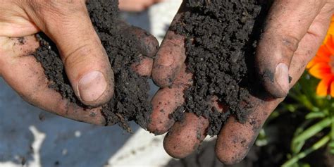 Study Says Rubbing Dirt On Your Hands Is Good For Your Skin