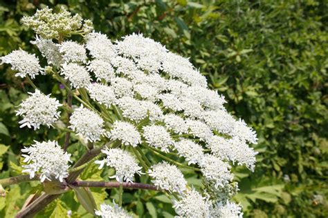 What Is Giant Hogweed How To Identify The Poisonous Plant London