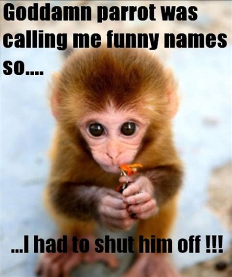 Monkey Meme Photo