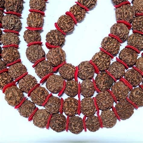 Big Rudraksha Mala Beads Kashi Pujan