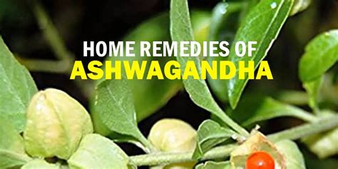 ashwagandha home remedies for optimal health dr brahmanand nayak