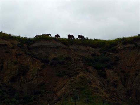 Wild Horses At Trnp Medora Nd Medora Natural Landmarks Landmarks