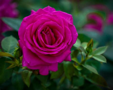 Fuchsia Rose Photograph By Susan Rydberg Pixels