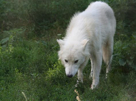 Fileleering Arctic Wolf Wikimedia Commons