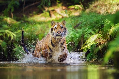 bigstock-Siberian-Tiger-Hunting-In-The-241128772 - Emerging Europe