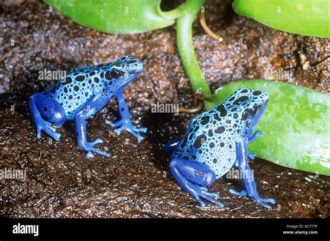 Two Blue Poison Arrow Frogs Dendrobates Azureus Stock Photo Alamy