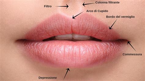 Anatomia Delle Labbra Dott Ssa Marina Conese